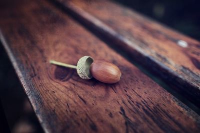 High angle view of an acorn on a wooden table