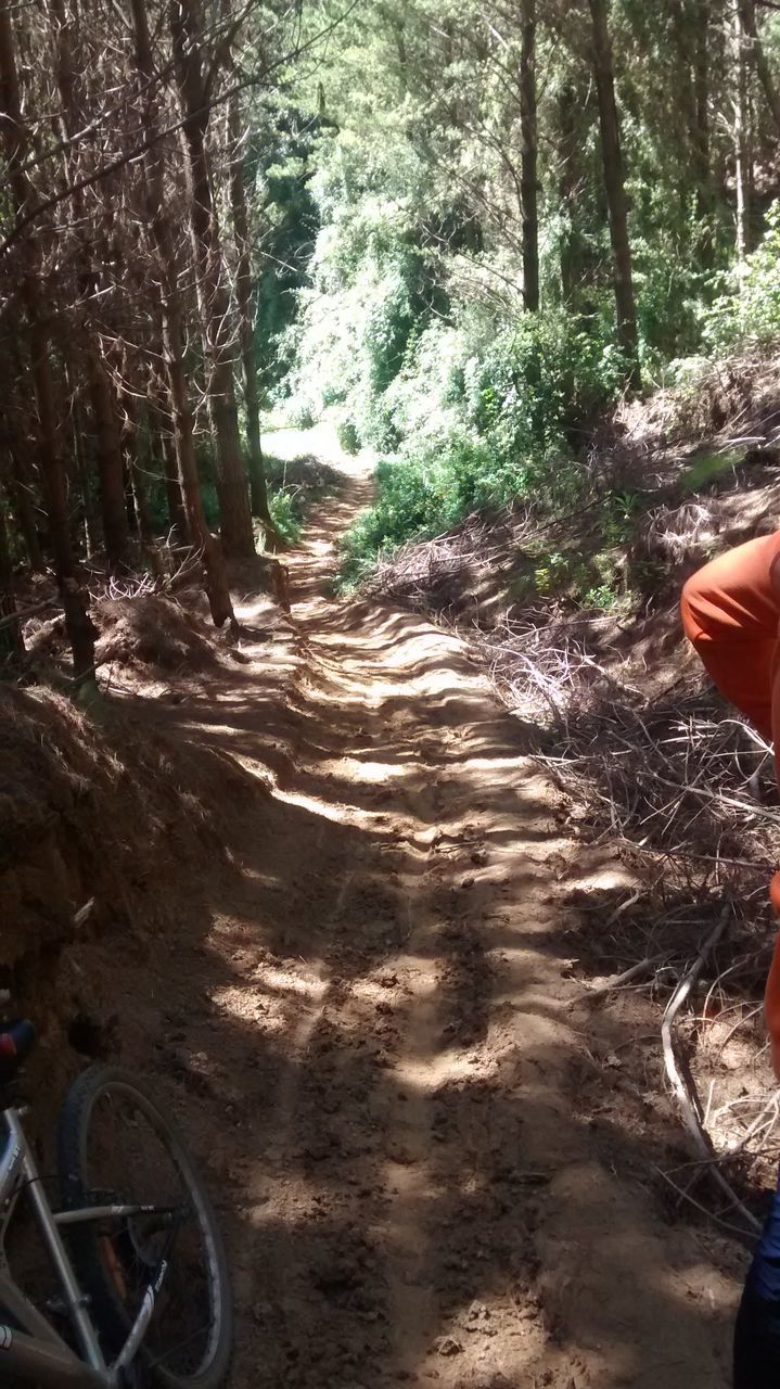 tree, the way forward, forest, transportation, lifestyles, leisure activity, bicycle, low section, men, tree trunk, unrecognizable person, growth, part of, dirt road, diminishing perspective, nature, sunlight