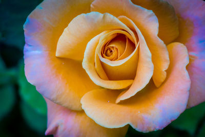 Close-up of rose flower