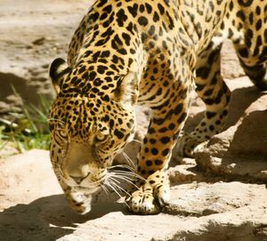 Wildlife jaguar