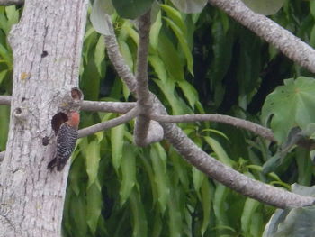 Close-up of snake perching on tree