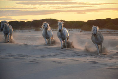 Horses in the sand