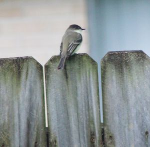 Bird perching on wood