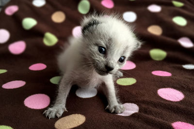 Close-up of kitten on bed