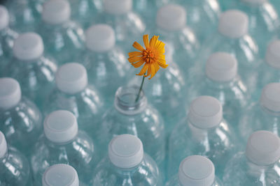 Close-up of yellow flower on plastic bottles 