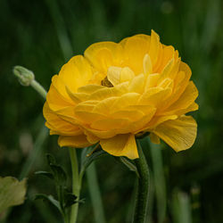 Close-up of red flower