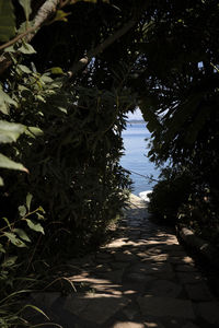 Footpath amidst trees in park