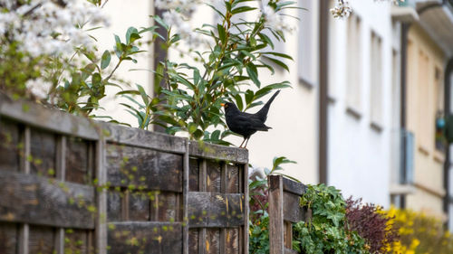 Curious blackbird on the fence