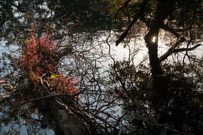 Low angle view of trees by lake in forest against sky