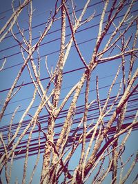 Low angle view of branches against clear blue sky