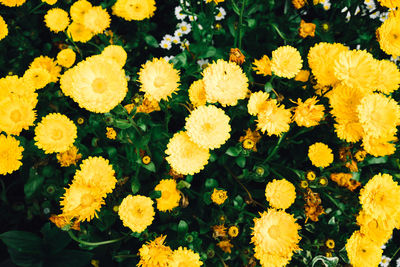 High angle view of yellow flowering plants
