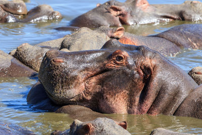 Hippopotamuses in a river