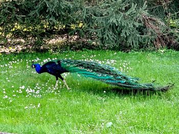 View of a bird on field