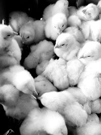 High angle view of baby chickens at coop