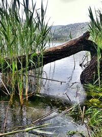 Scenic view of lake against trees