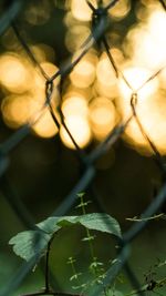 Close-up of plant against blurred background