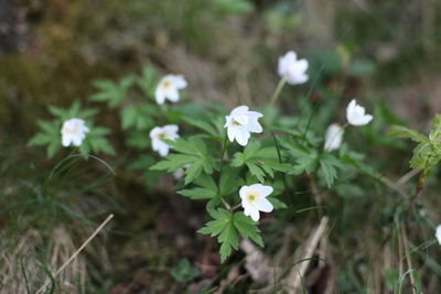 Close-up of white flowering plant on field