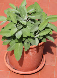 High angle view of potted plant on table