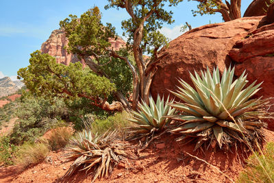 Cactus plants growing on rock