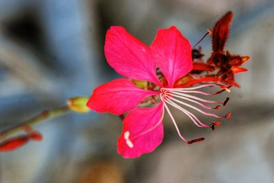 Close-up of red flowering plant