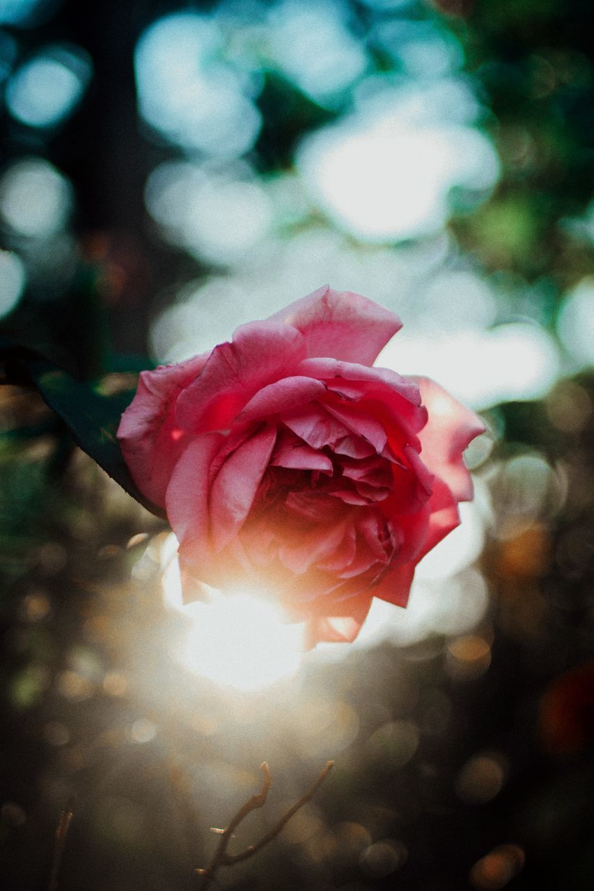 CLOSE-UP OF ROSE FLOWER