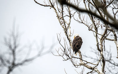 Low angle view of bird perching on tree