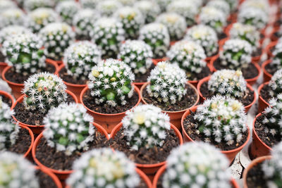 Close-up of succulent plants in pot