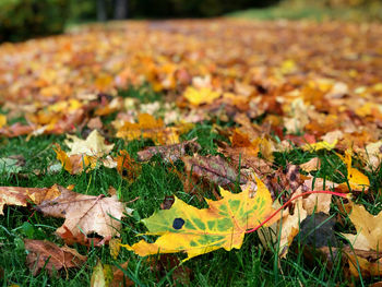 Close-up of yellow maple leaves on field