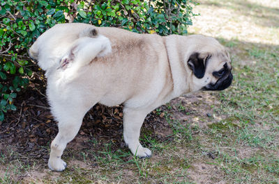 Side view of a dog standing on field