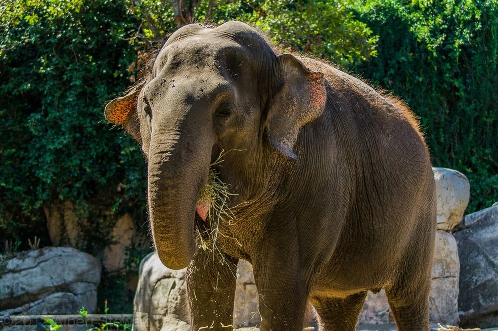 animal themes, mammal, elephant, animals in the wild, wildlife, tree, herbivorous, zoo, livestock, safari animals, two animals, field, standing, horse, nature, outdoors, no people, horned, day, one animal