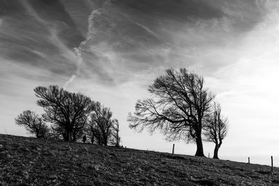 Low angle view of bare trees on field against sky