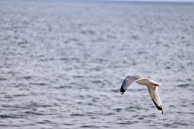Seagull flying over sea
