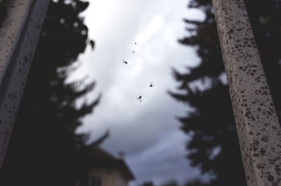 Low angle view of silhouette birds flying against sky