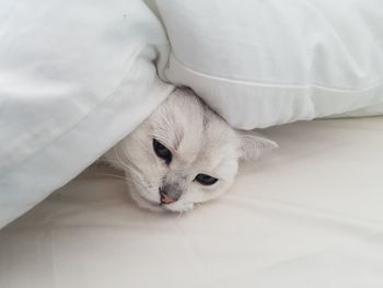 Close-up of cat lying down