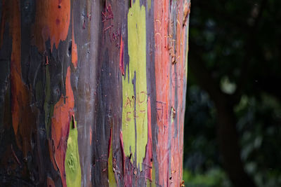 Close-up of multi colored tree trunk