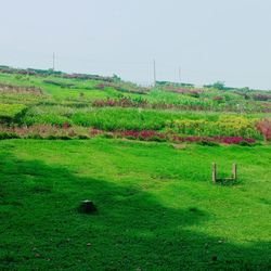 Scenic view of agricultural field against sky