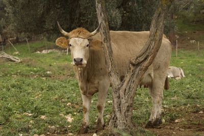 Portrait of horse standing on field