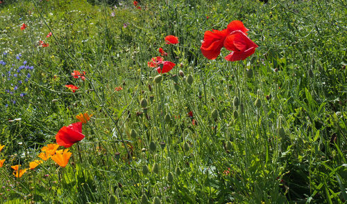 Red poppy flowers on field