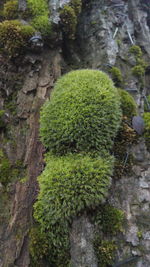 Moss growing on rock