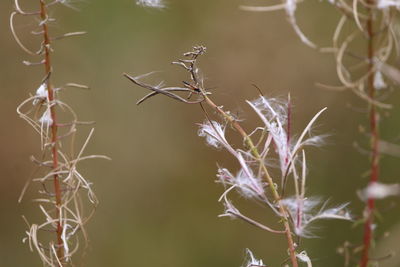 Close-up of dried plant