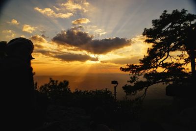 Silhouette man by plants against sky during sunset