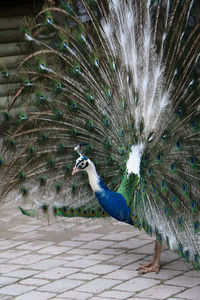 peacock