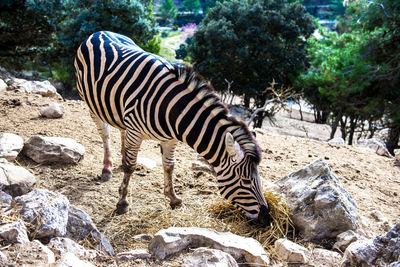 Close up of zebra