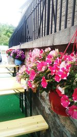 Close-up of flowers in balcony