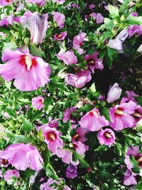 Close-up of pink flowers blooming outdoors
