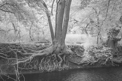 Bare trees in water