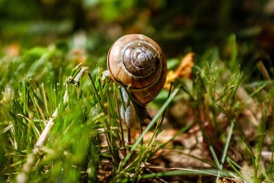 Close-up of snail on grass