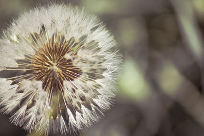 Close-up of dandelion