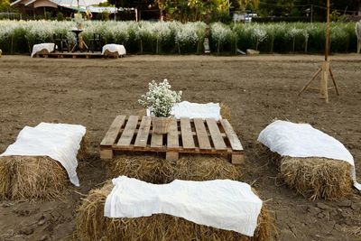 White image of a horse in the field