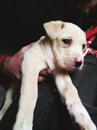 Close-up of puppy sitting on sofa at home